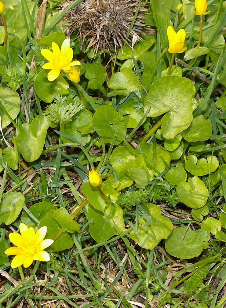 Ficaria verna (ex Ranunculus ficaria)